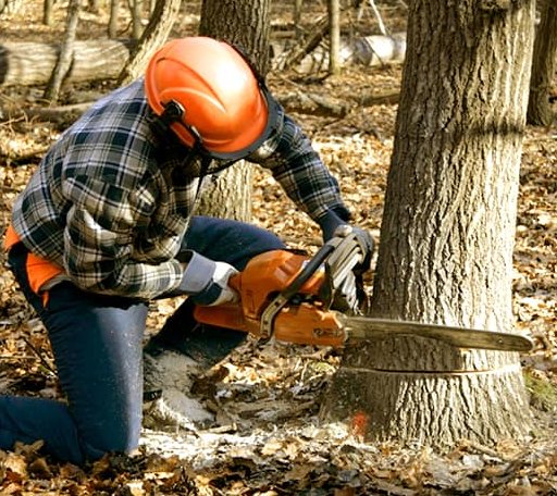 Tree Removal in Mount Vernon, AR